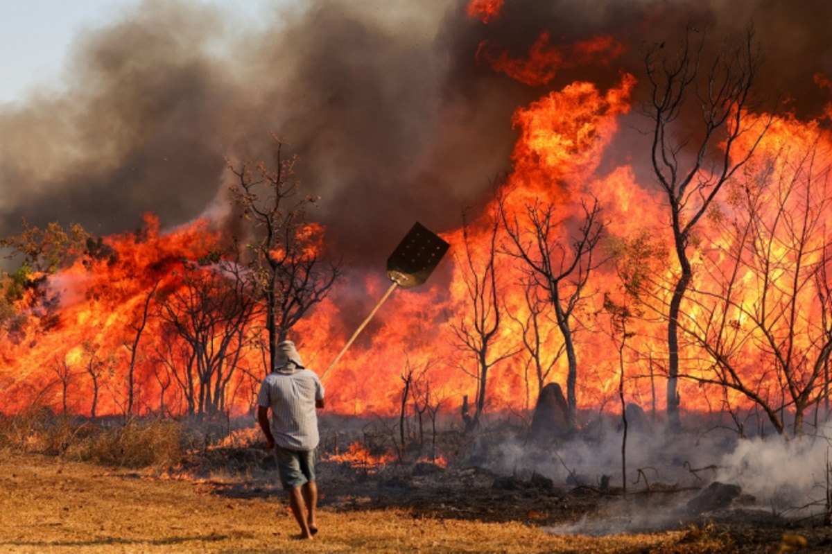Incêndios no Cerrado: Veja agora os Impactos e suas Consequências ...