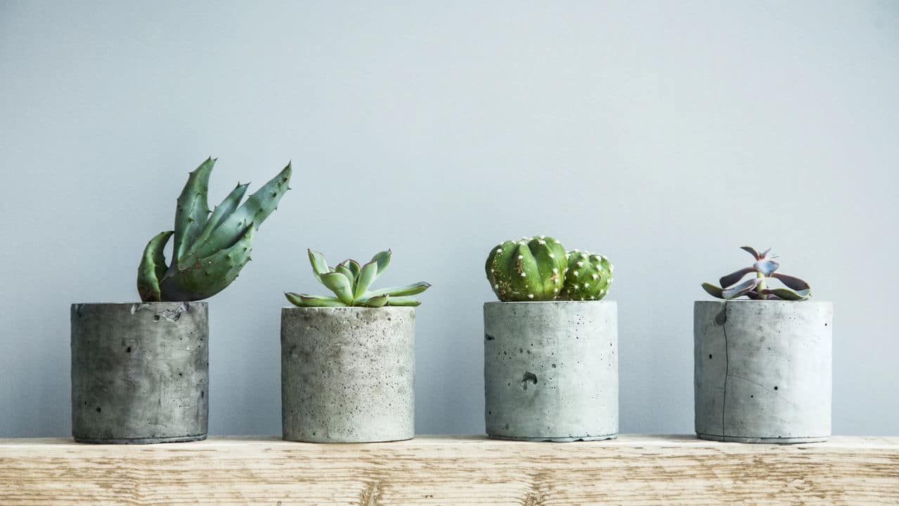 Jardim no Alto: Transforme Seu Apartamento com Plantas