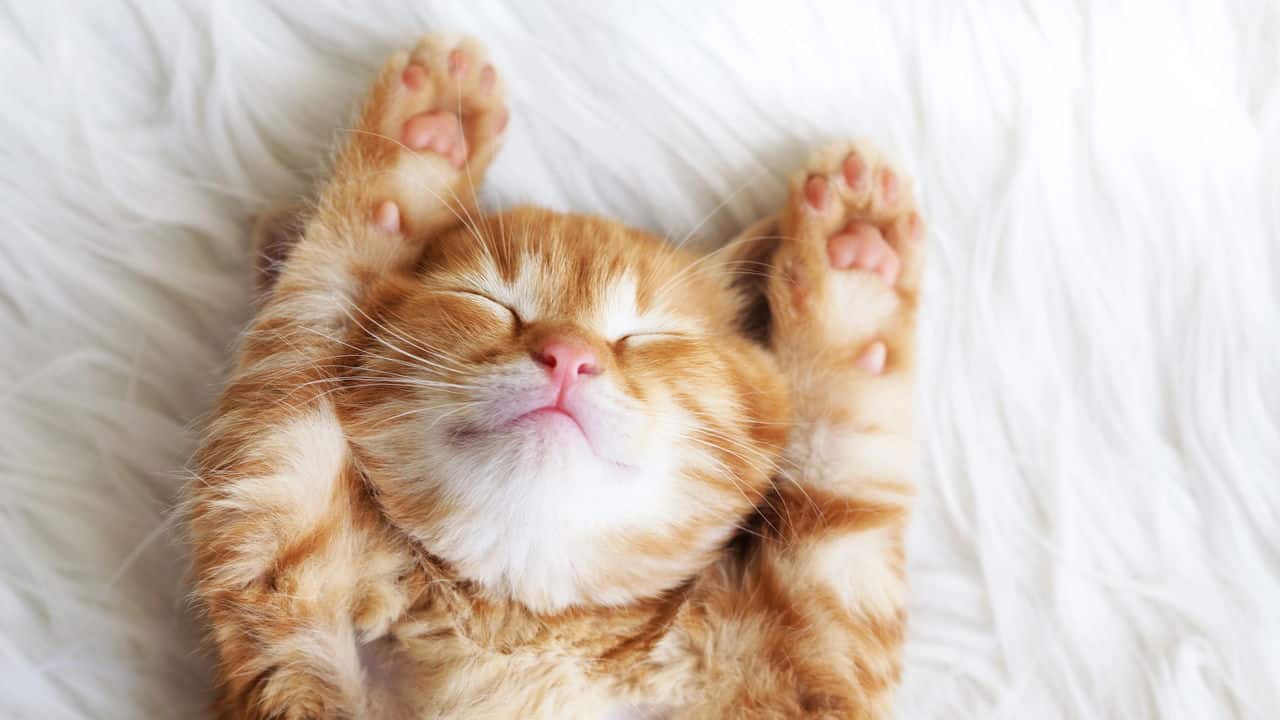 Por Que os Gatos “Amassam Pãozinho”? A Explicação Vai Te Surpreender!