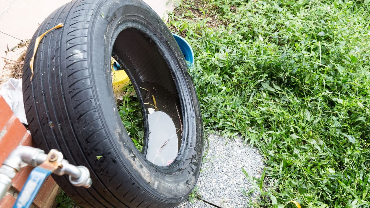 Aumento de casos e mortes por dengue em São Paulo: Uma crise de saúde pública!