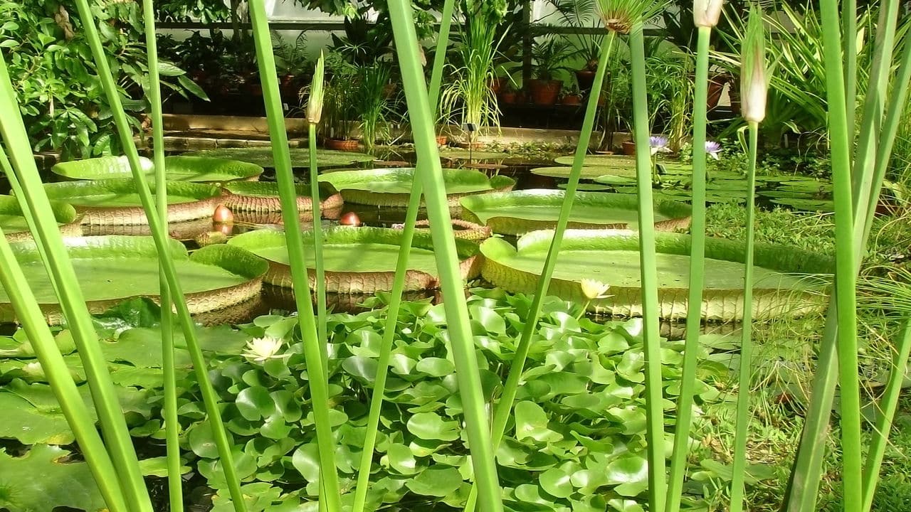 plantas em movimento: a surpreendente dinâmica do reino vegetal