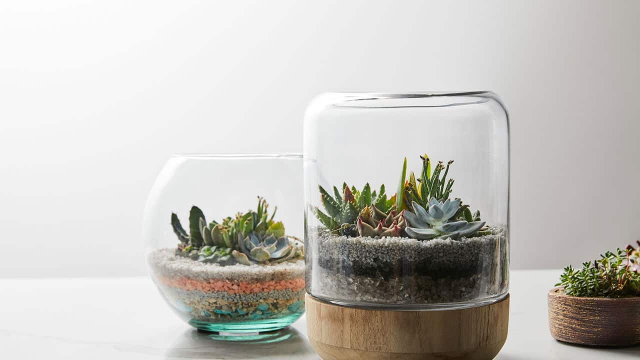 Plantas têm personalidade e criam conexões reais com quem cuida delas. Descubra como elas transformam ambientes, emoções e ensinam lições preciosas sobre o tempo e o cuidado.