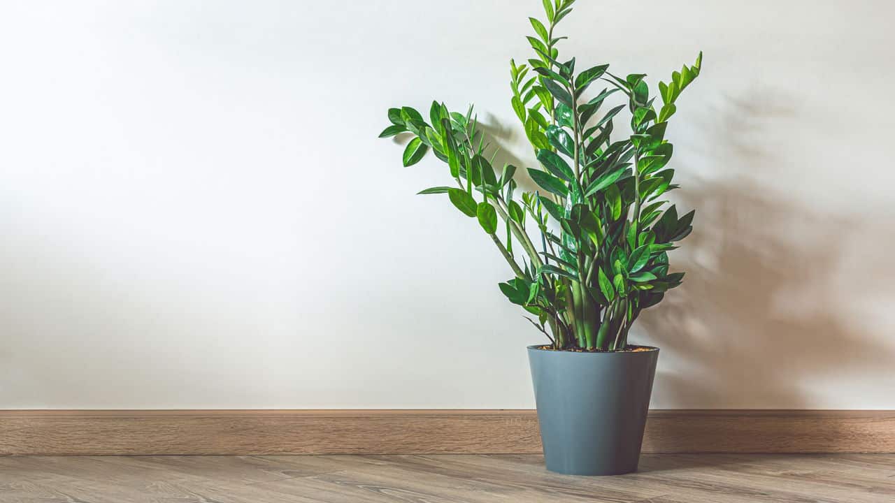 Veja sobre a planta da fortuna!
