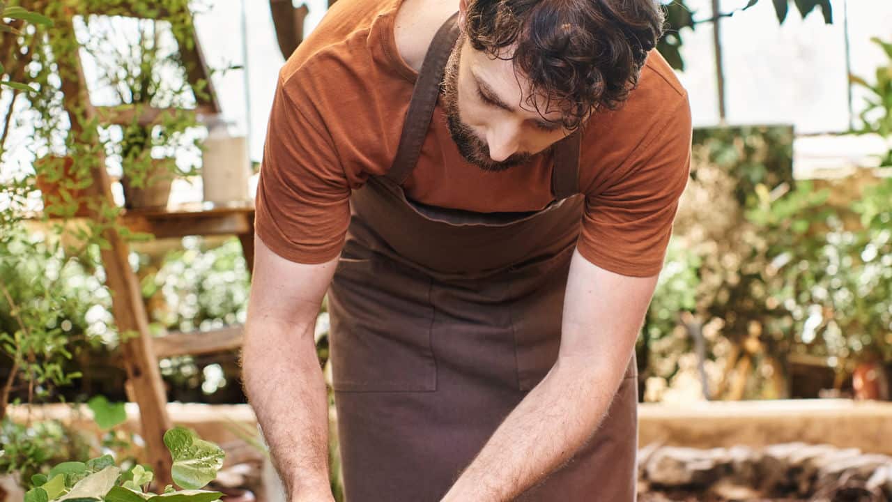 planta na terra, futuro na mesa: como a agrofloresta pode salvar sua comida e seu bolso