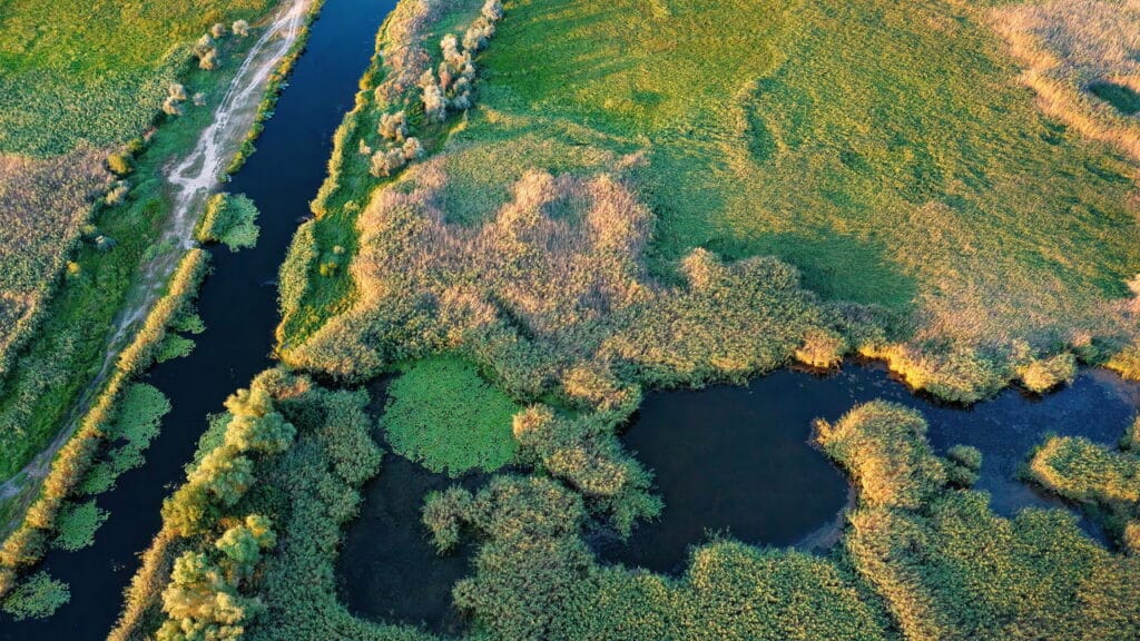 verde que te quero vivo: por que as plantas são as heroínas do equilíbrio ecológico