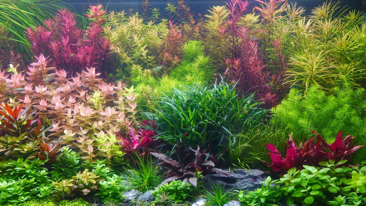 Plantas Aquáticas: Biodiversidade e Beleza nos Ecossistemas