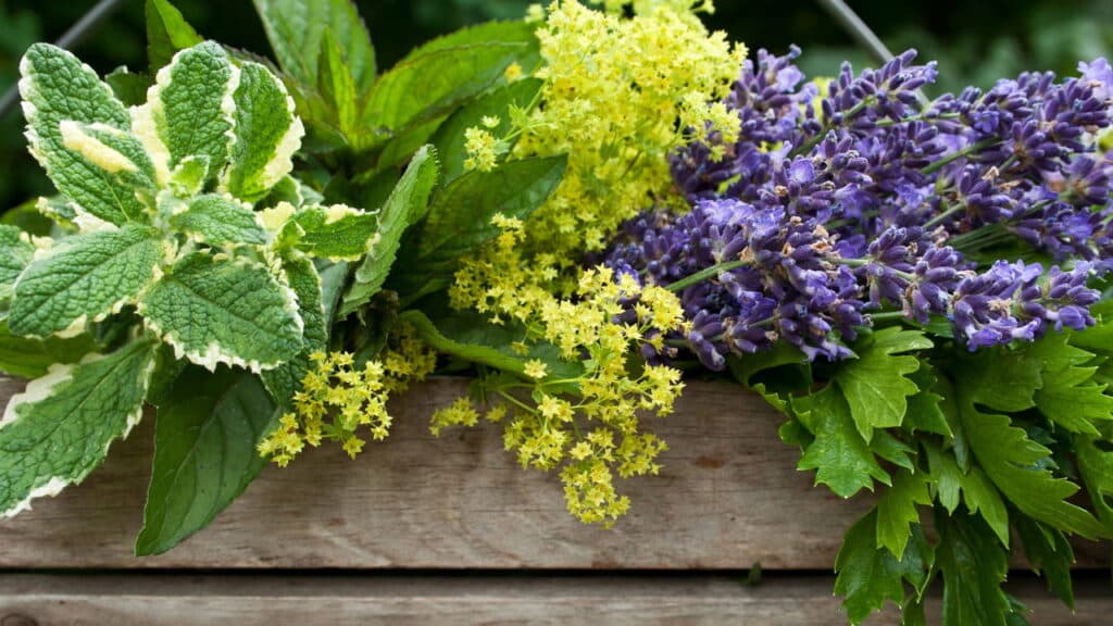 ervas aromáticas: pequenas plantas, grandes sabores e benefícios