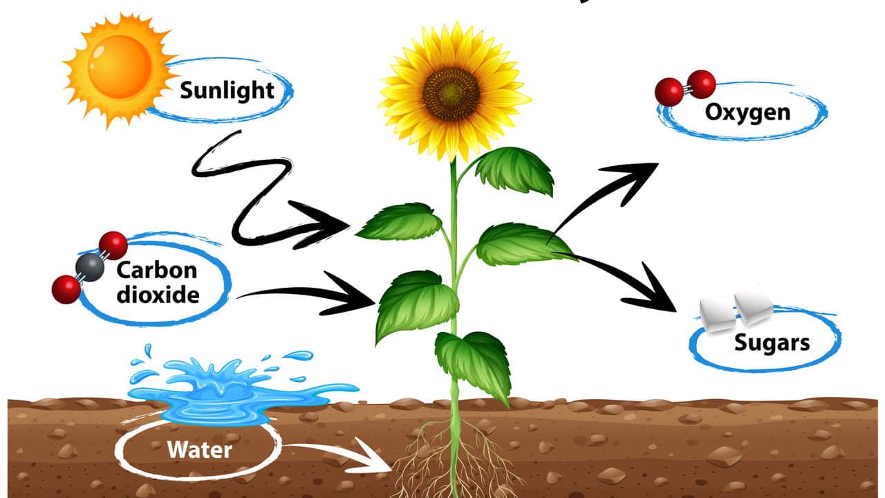 Plantas: trabalhando 24h por dia para que você possa respirar!