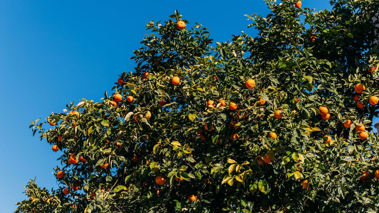 Plantas frutíferas: sabor, nutrição e sustentabilidade