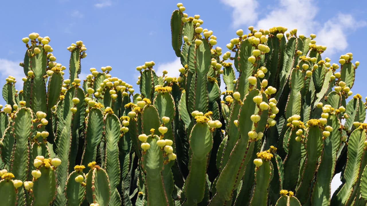 bonitas, mas perigosas: o lado oculto das plantas venenosa