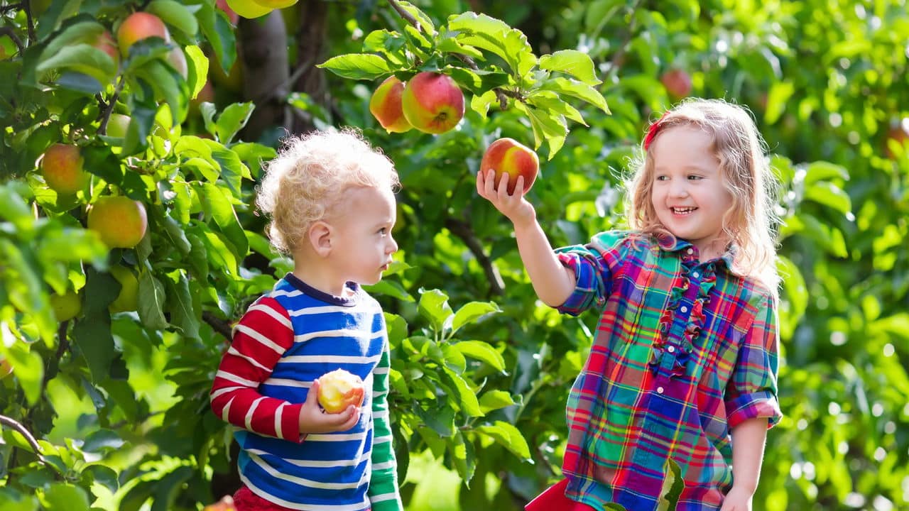 do pomar à mesa: os segredos das plantas frutíferas