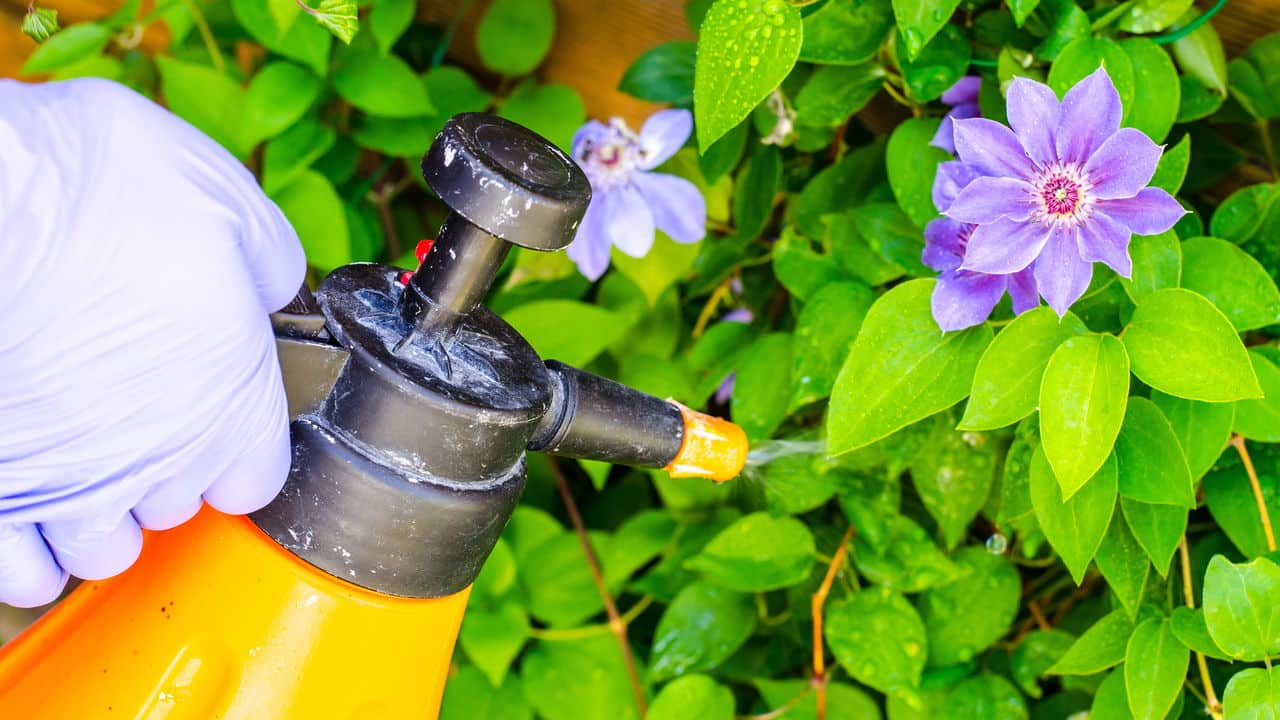 Inimigos verdes: quando suas plantas viram um banquete para pragas!