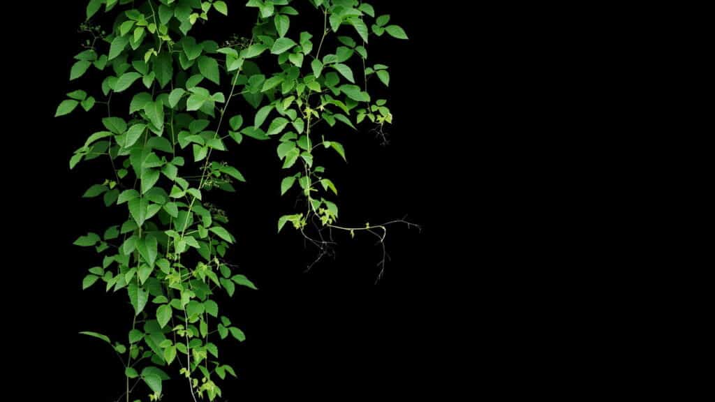 verde em ascensão: o charme e os benefícios das plantas trepadeiras