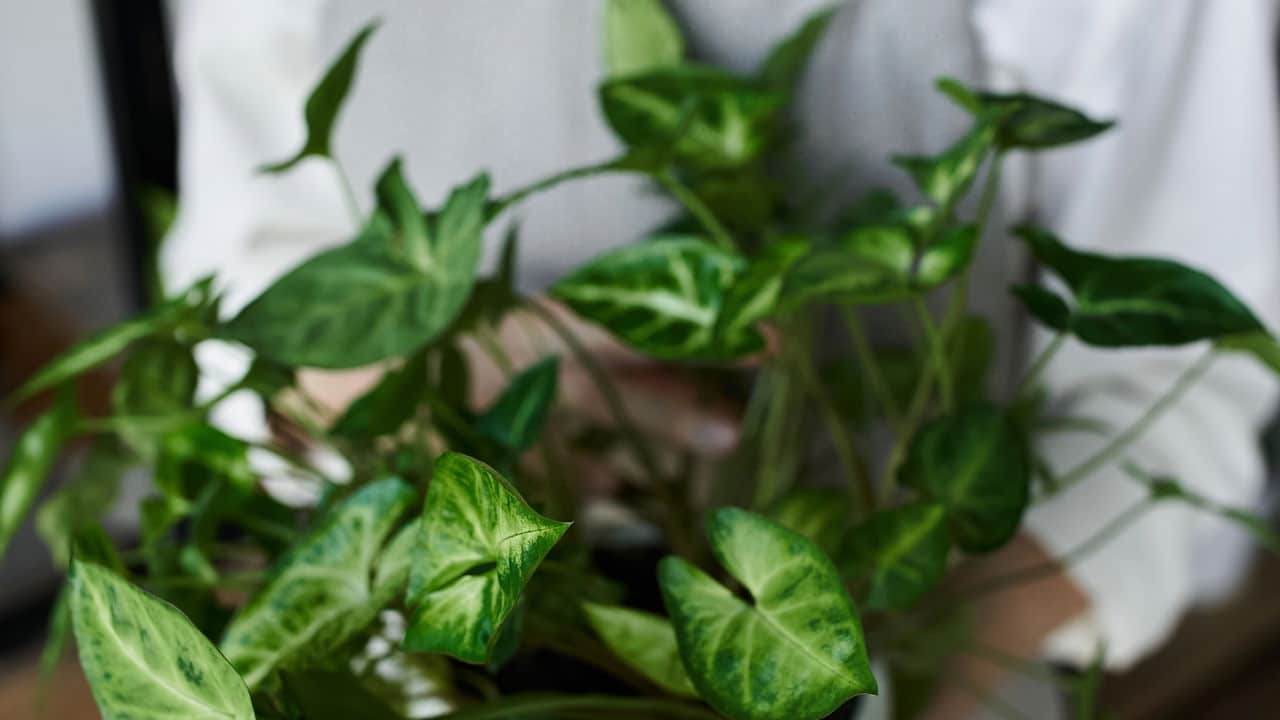 verde em ascensão: o charme e os benefícios das plantas trepadeiras