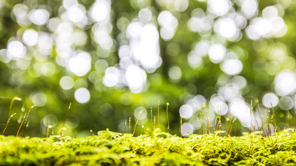 plantas em movimento: a surpreendente dinâmica do reino vegetal