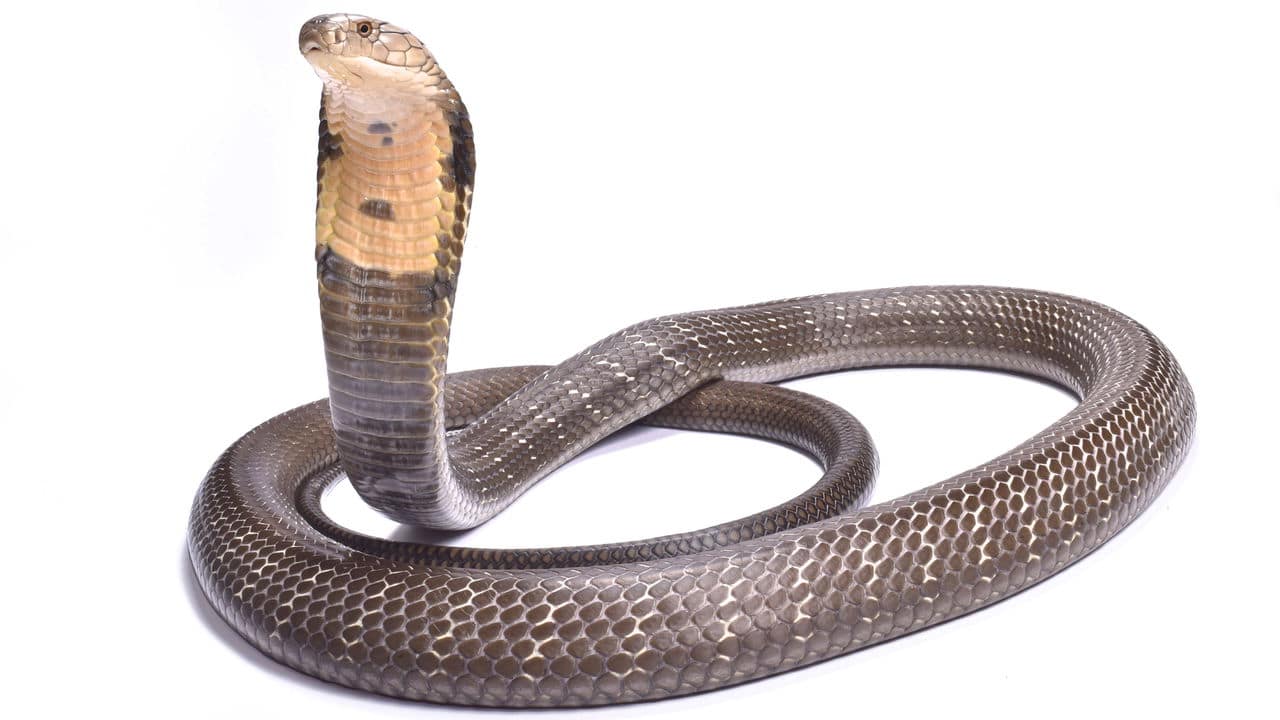 A maior sucuri já registrada no Brasil reaparece em rio famoso