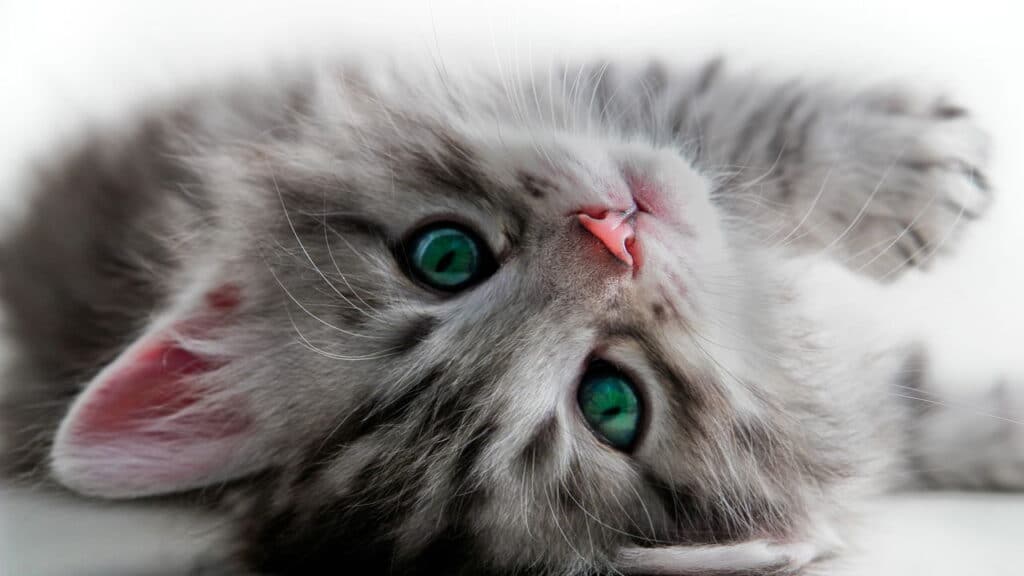 Por que os gatos ronronam? A ciência ainda tenta desvendar esse mistério felino