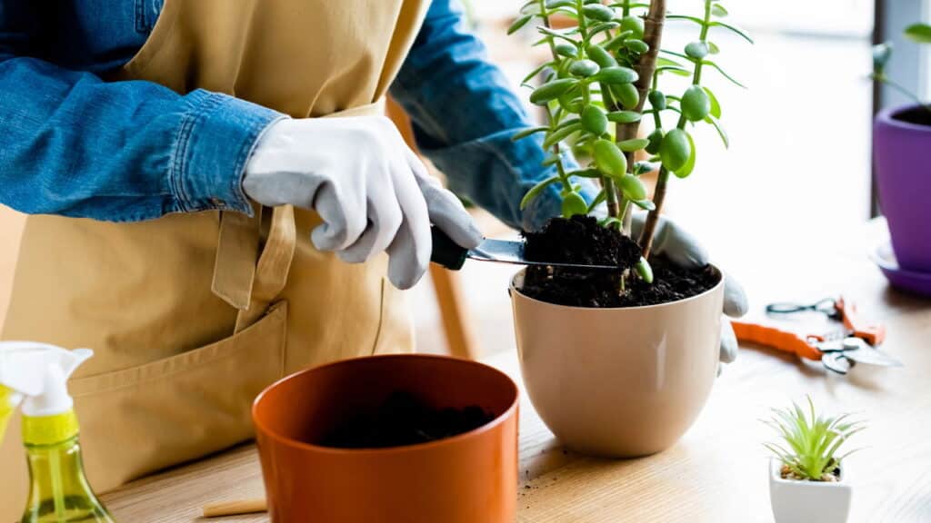 Plantas Curam: Um Jardim Também Pode Ser Terapia