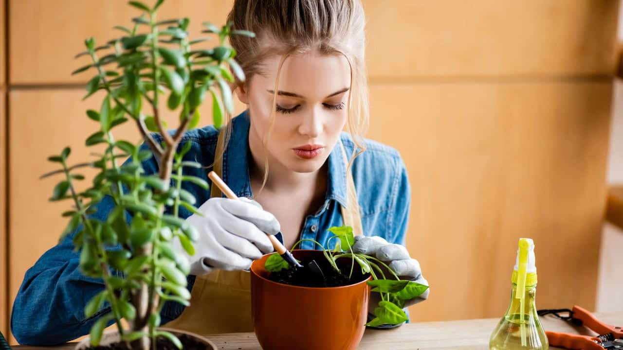 Plantas Curam: Um Jardim Também Pode Ser Terapia