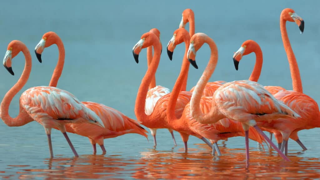 Você Sabia Que os Flamingos Não Nascem Cor-de-Rosa?