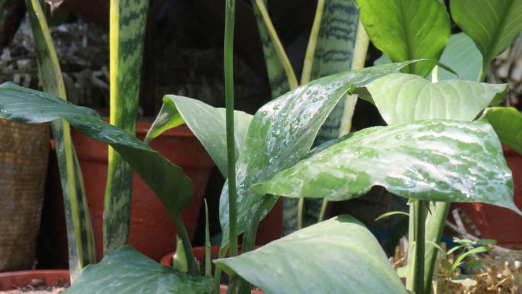 Plantas em Casa: Beleza, Bem-Estar e Conexão com a Natureza