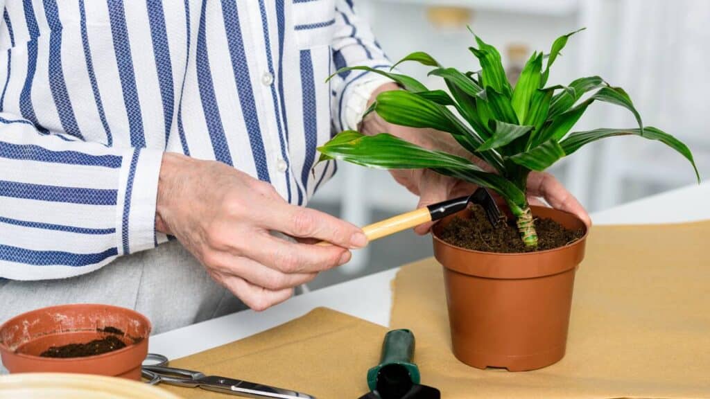 Como o contato com plantas em casa pode reduzir o estresse segundo estudos
